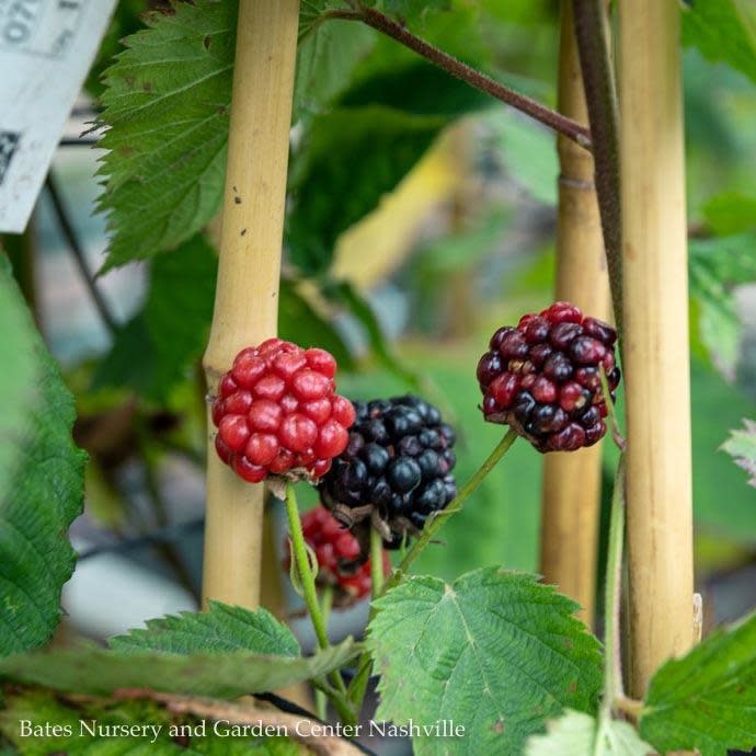 Edible #1 Rubus sub Black Satin/ Thornless Blackberry
