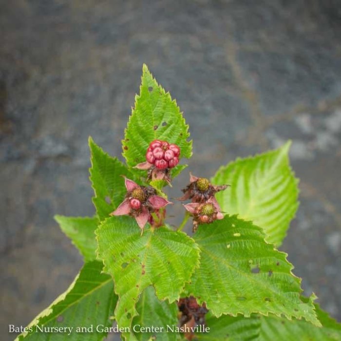 Edible #1 Rubus x Apache/ Thornless Blackberry