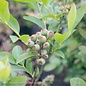Edible #3 Vaccinium ashei Woodard/Rabbiteye Blueberry Native (TN)