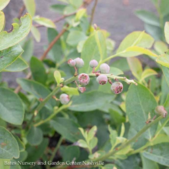 Edible #3 Vaccinium ashei Climax/ Rabbiteye Blueberry Native (TN)