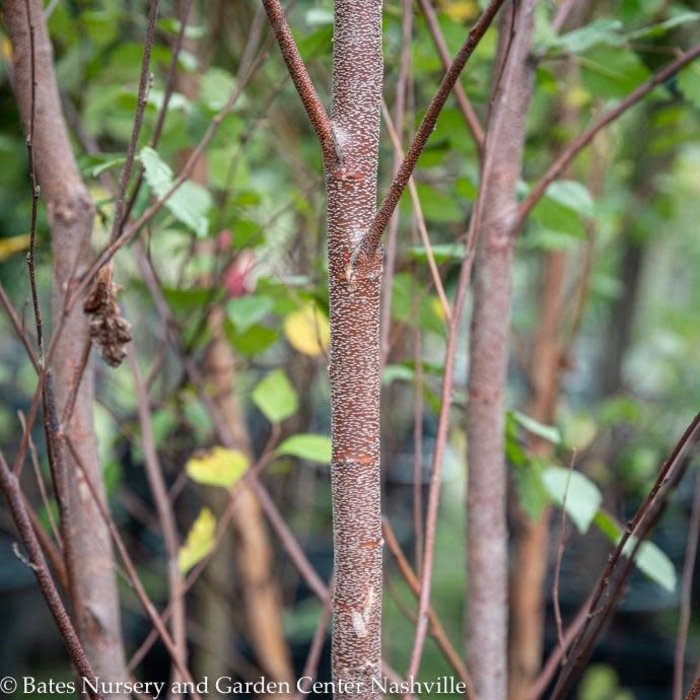 #15 Betula nigra Heritage/River Birch Clump