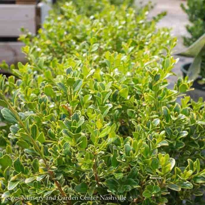 #1 Buxus microphylla Golden Triumph/Variegated Boxwood