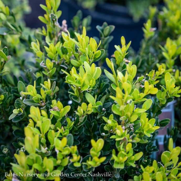 #1 Buxus sinica var insularis Justin Brouwers/ Dwarf Korean Boxwood