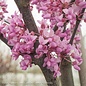 #15 Cercis can Tennessee Pink/Eastern Redbud Native (TN)