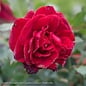 #3 Rosa Don Juan/ red Climbing Rose - No Warranty