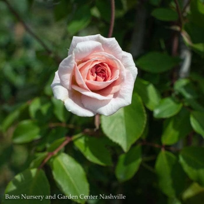 #3 Rosa Cecile Brunner/ Pink Climbing Rose - No Warranty