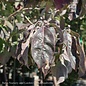 #7 Cornus florida Cherokee Brave/Flowering Dogwood Red