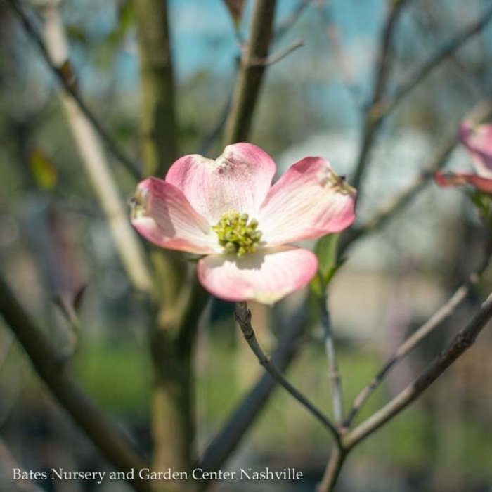#5 Cornus florida Pink/ Flowering Dogwood Native (TN)