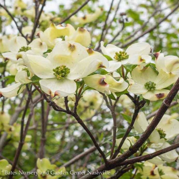2" caliper Cornus florida Cherokee Princess/Flowering Dogwood White