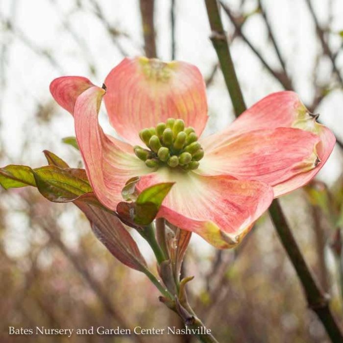 #5 Cornus florida Cherokee Brave/ Flowering Red Dogwood Native (TN)