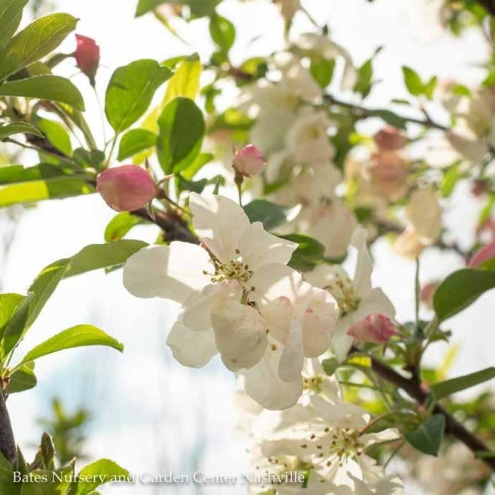 #15 Malus spp PW Sugar Tyme/ White Crabapple