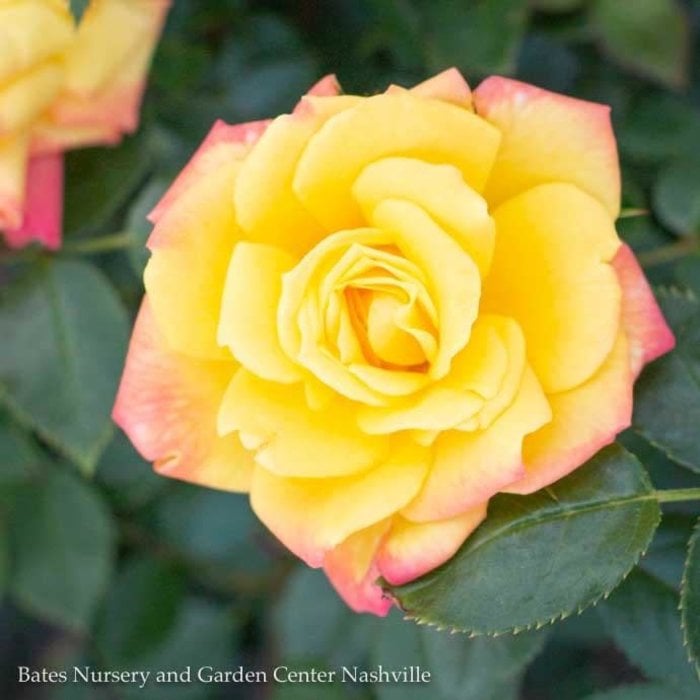 #2 Rosa Rainbow's End/ Miniature Rose - No Warranty