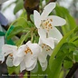 #5 Malus x (Hargozam) Harvest Gold/ White Flower, Yellow-fruit Crabapple