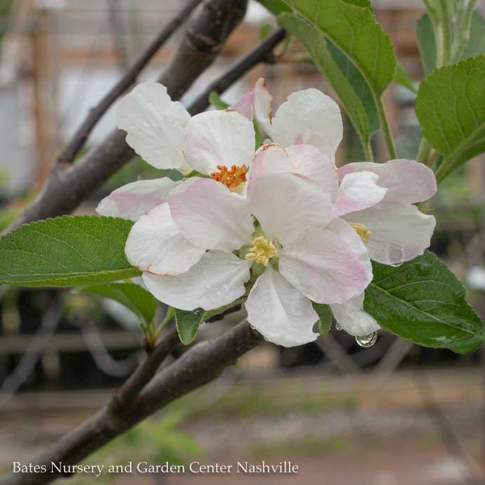 Edible #5 Malus Arkansas Black/ Semi-dwarf MidSeason Apple