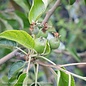 Edible #10 Malus Honeycrisp/ Semi-dwarf MidSeason Apple