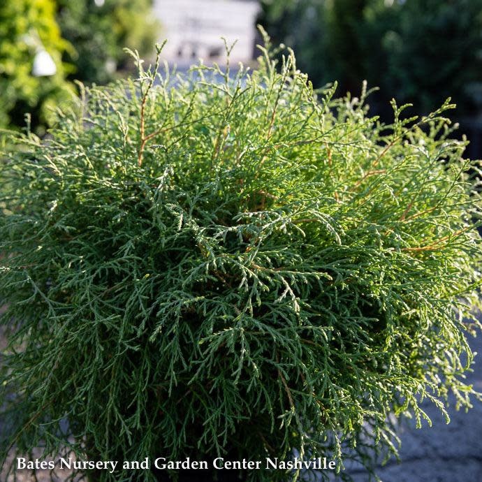 #5 Thuja occ Mr. Bowling Ball/ Globe Arborvitae