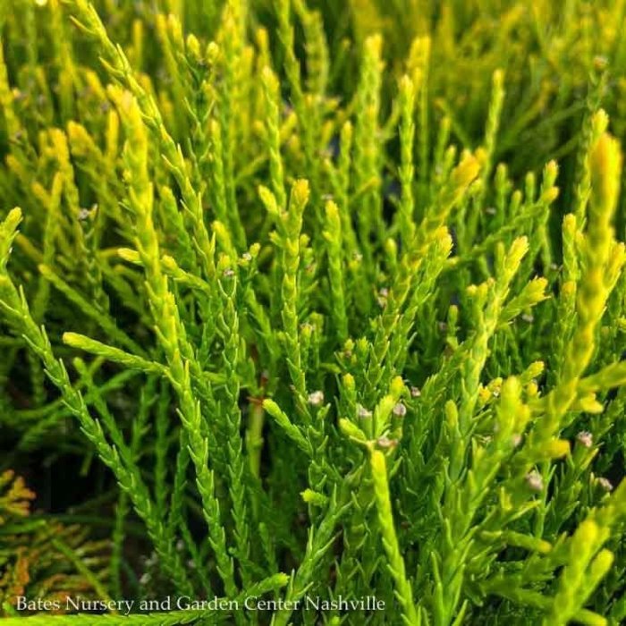 #3 Thuja orientalis Franky Boy/ Dwarf Chinese Arborvitae