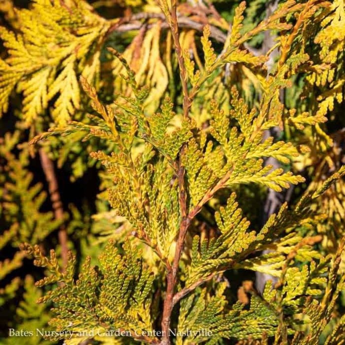 Arborvitae Thuja Trees Bates Nursery And Garden Center Nashville Tn Bates Nursery Garden Center