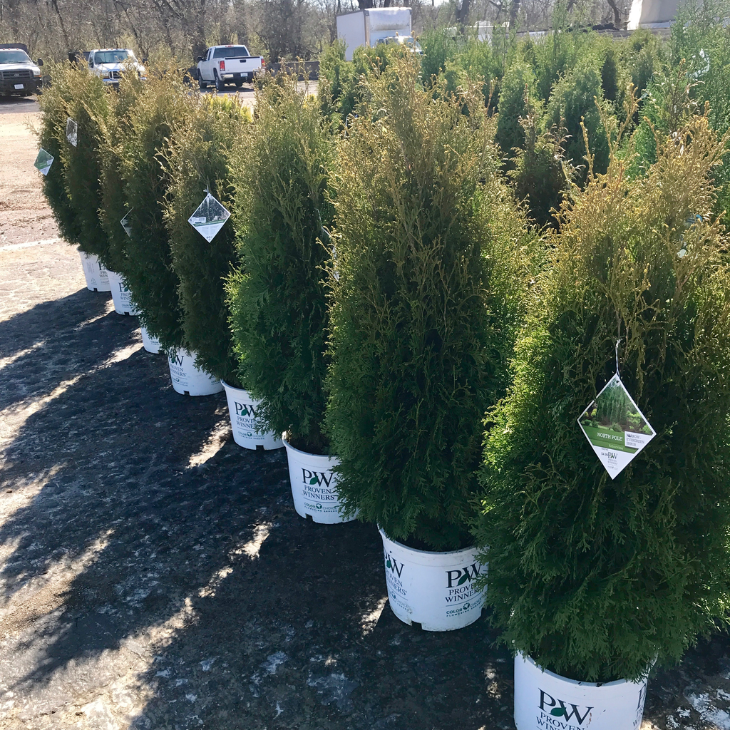 #5 Thuja occ PW North Pole/ Columnar Arborvitae