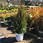 #3 Thuja occ PW North Pole/ Columnar Arborvitae