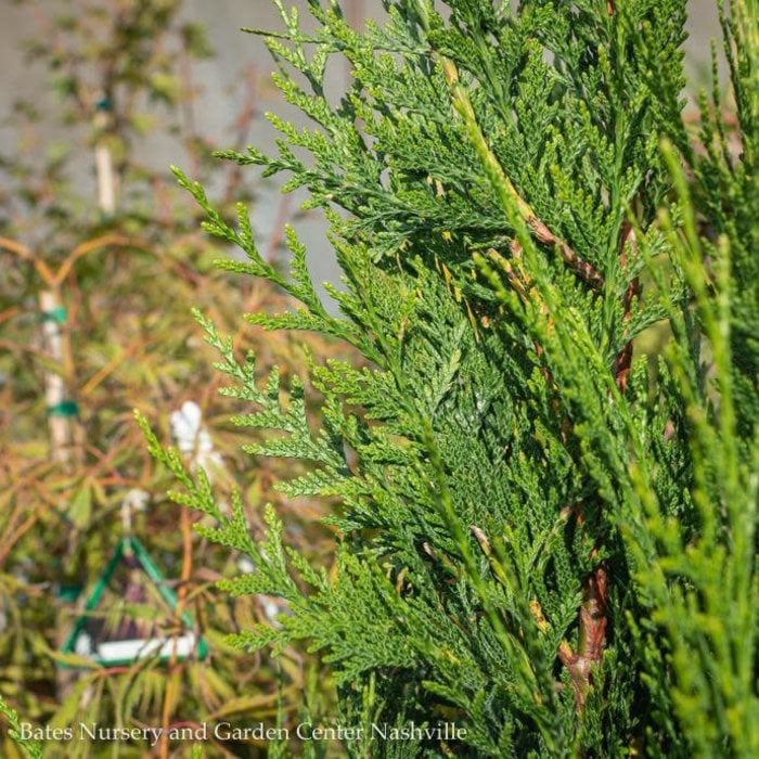 #6 Thuja plicata Virescens/ Western Arborvitae