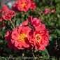 #3 Rosa 'WEKcobeju'/Cinco De Mayo Floribunda Rose - No Warranty