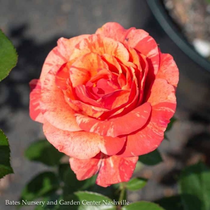 #3 Rosa Frida Kahlo/ Red Gold Floribunda Rose - No Warranty