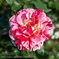 #3 Rosa George Burns/ Cream, Red Floribunda Rose - No Warranty