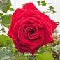 #3 Rosa Veterans' Honor/ Red Hybrid Tea Rose - No Warranty