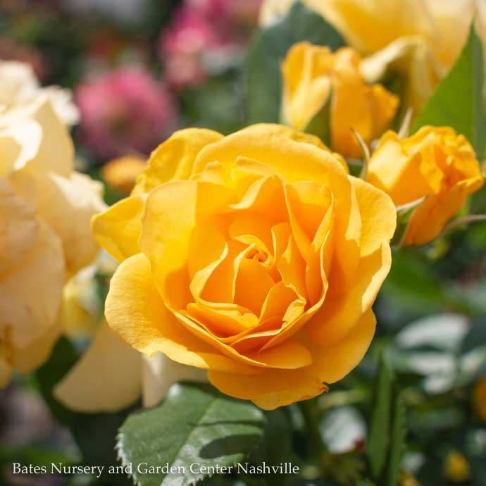 #3 Rosa Julia Child/Floribunda Rose Yellow NO WARRANTY