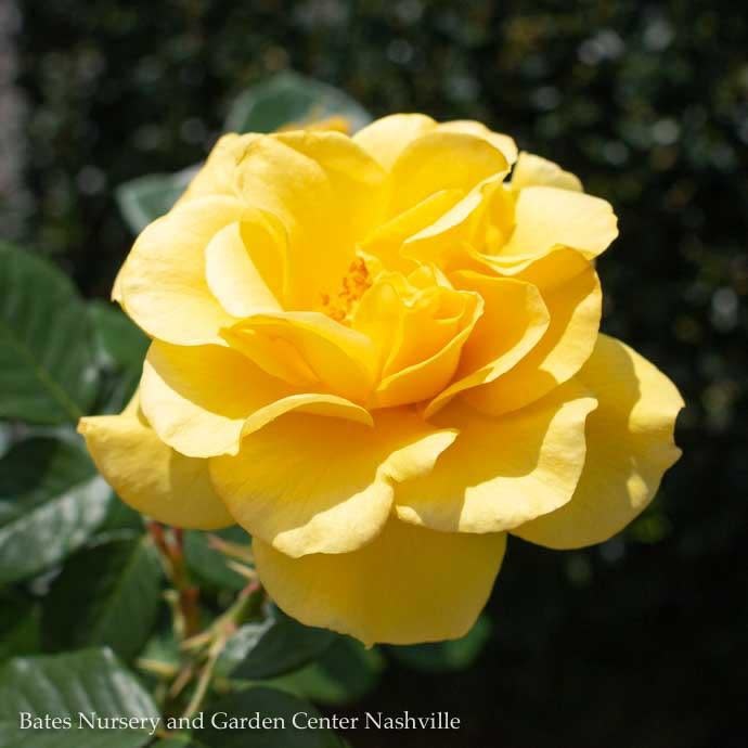 #3 Rosa Sparkle & Shine/Rose Floribunda Yellow No Warranty