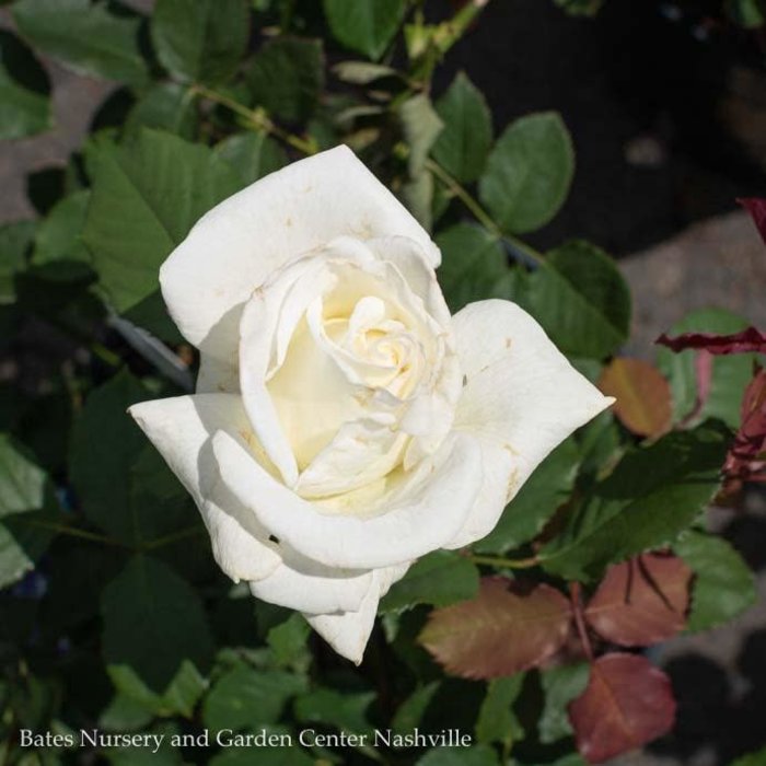 #3 Rosa Pope John Paul II/ White Hybrid Tea Rose - No Warranty