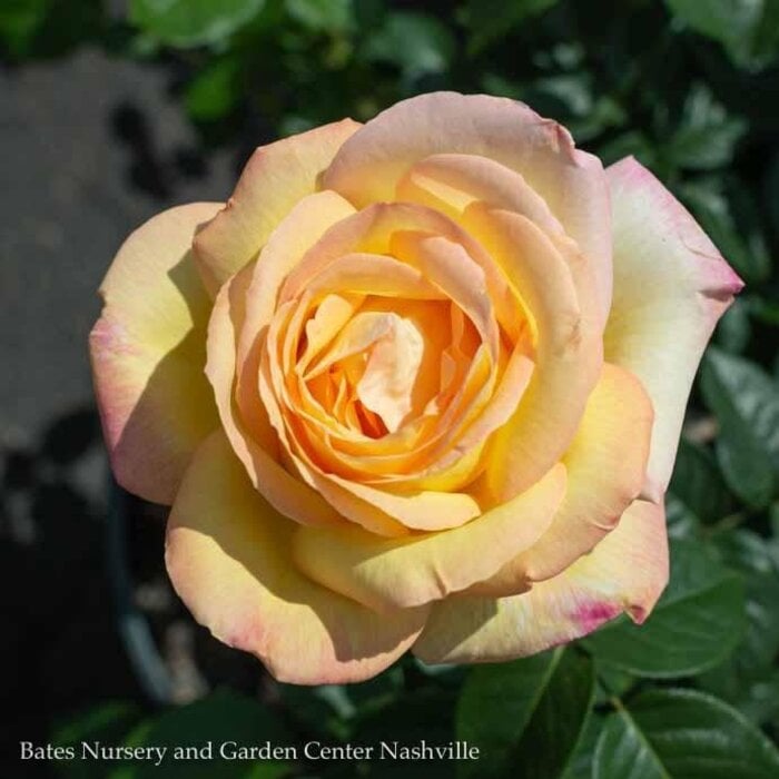 #2 Rosa Peace/ Yellow, Pink Hybrid Tea Rose - No Warranty