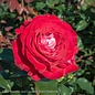 #3 Rosa Love at First Sight/ Red, White Hybrid Tea Rose - No Warranty