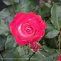#3 Rosa Love at First Sight/ Red, White Hybrid Tea Rose - No Warranty