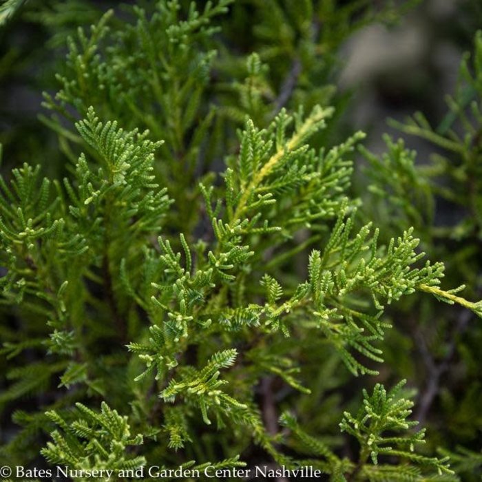 #2 Juniperus chin Daub's Frosted/ Chinese Spreading Juniper