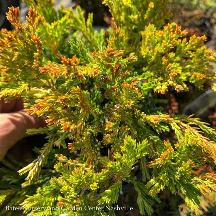 #1 Juniperus horiz Gold Strike/ Creeping Juniper
