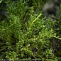 #3 Juniperus chin Daub's Frosted/ Spreading Chinese Juniper