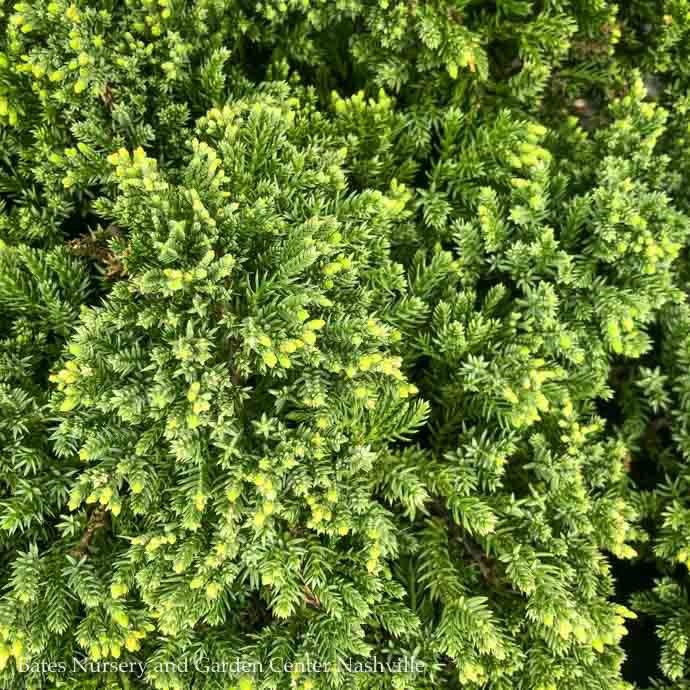 #1 Juniperus pro Nana/Dwarf Japanese Garden Juniper