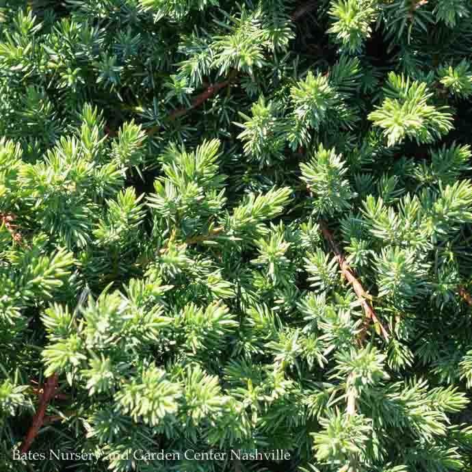 #1 Juniperus con Blue Pacific/Shore Juniper Creeping