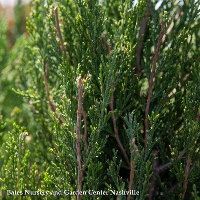 #10 Juniperus chin Spartan/ Upright Chinese Juniper