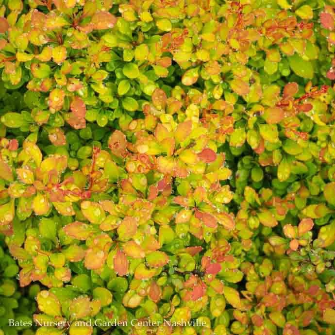 #2 Berberis thun Sunsation/ Compact Golden Barberry