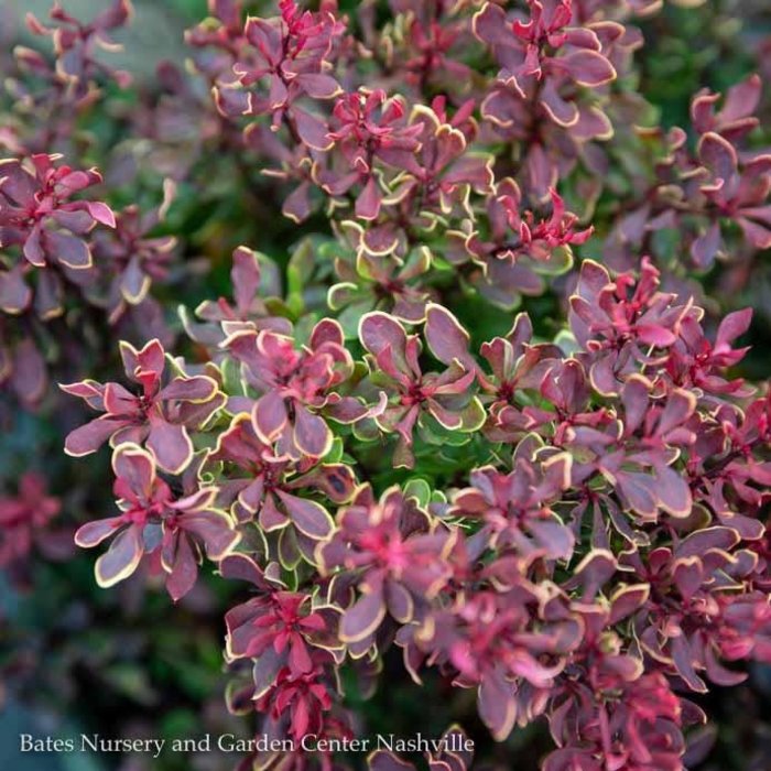 #2 Berberis thun Golden Ruby/ Barberry