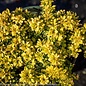 #2 Berberis thun Golden Nugget/ Dwarf Barberry