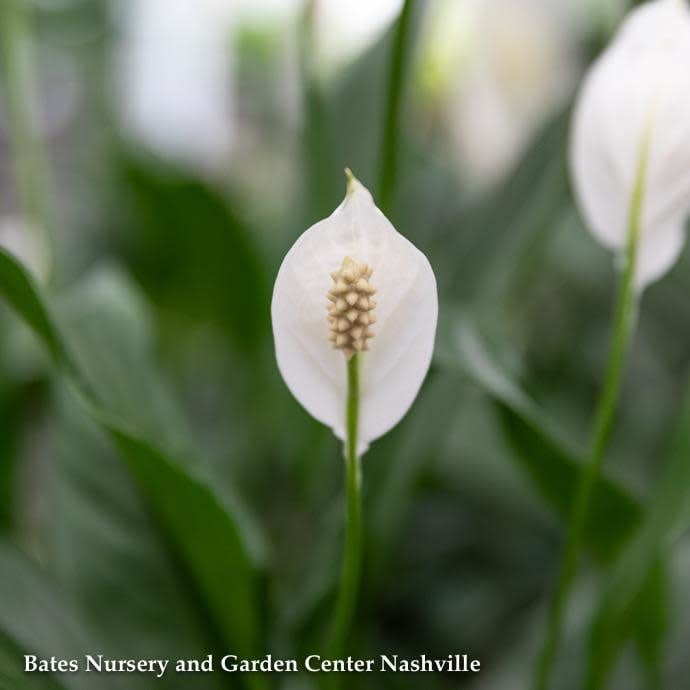 6p! Spathiphyllum/Peace Lily /Tropical