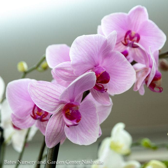 5p! Orchid Phalaenopsis /Tropical  Assorted Colors 39.99