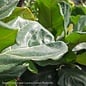 10p! Ficus Lyrata STD Standard /FiddleLeaf Fig /Tropical No Warranty