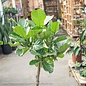 10p! Ficus Lyrata STD /FiddleLeaf Fig /Tropical - No Warranty