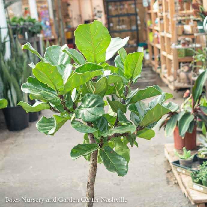 10p! Ficus Lyrata STD Standard /FiddleLeaf Fig /Tropical No Warranty