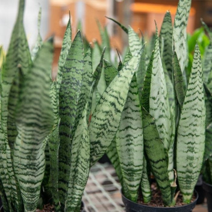 5.5p!/6p! Sansevieria Asst /Mother-In-Law Tongue /Snake Plant /Tropical